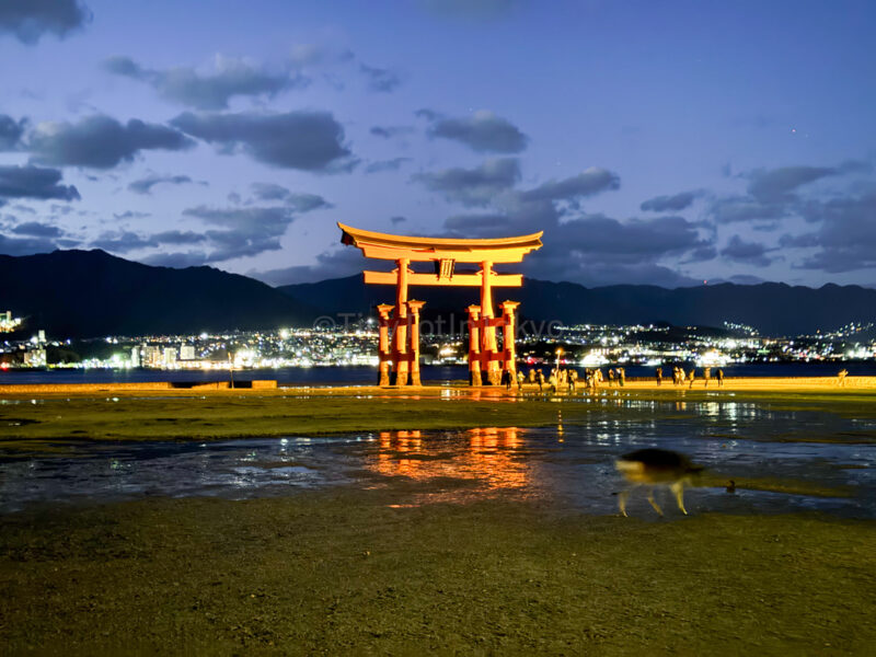 Great Torii Gate in Miyajima at night
