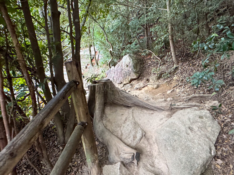 Tree roots along the path to mount misen in Miyajima