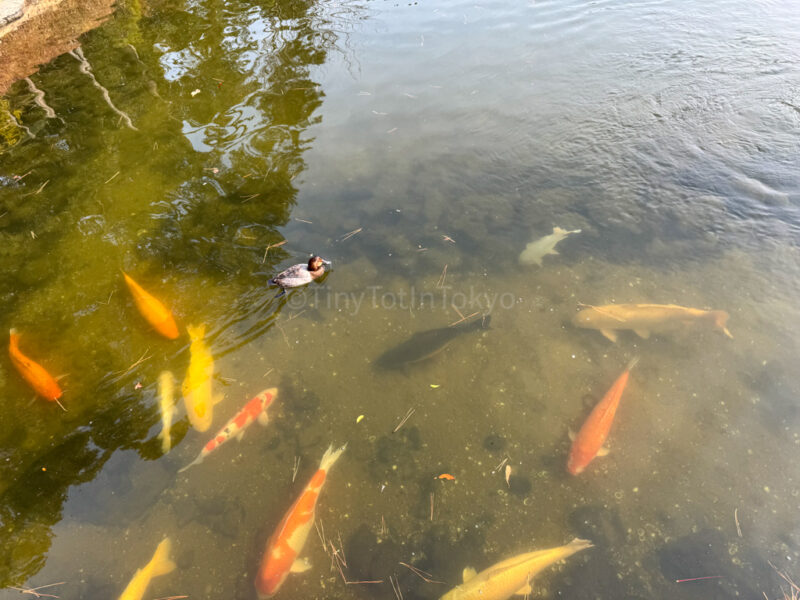 carp at Shukkeien Garden in Hiroshima