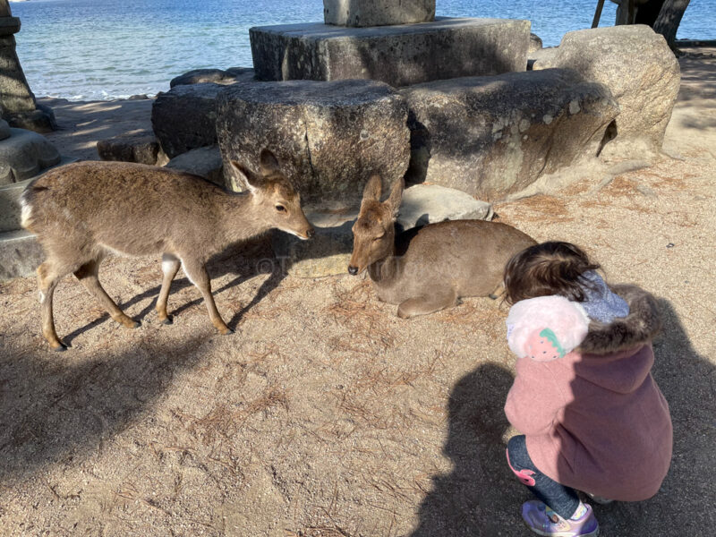 A child looking at deer in Miyajima