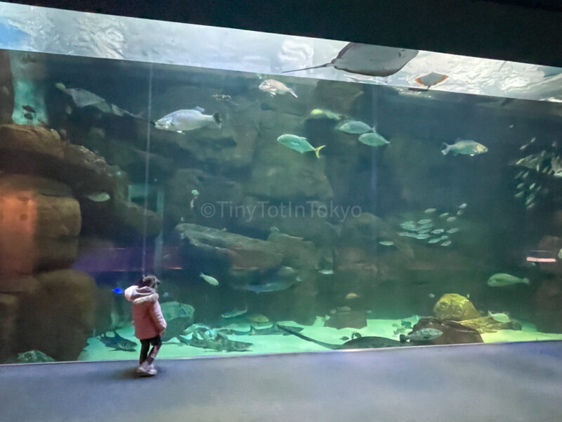 A child in front of a large tank at Miyajima Aquarium