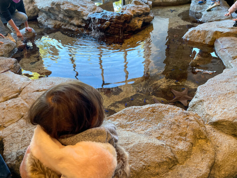 A child looking at marine life at Miyajima Aquarium