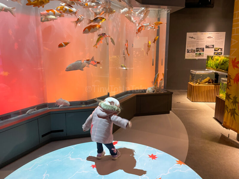 Inside the gold fish room in Miyajima Aquarium