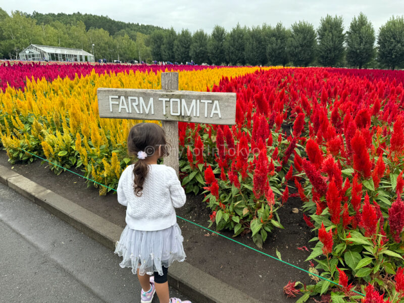 A child standing in front of flower field at Farm Tomita in Furano