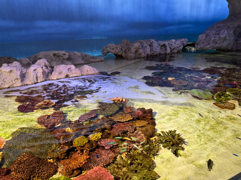 coral at DMM Kariyushi Aquarium in Okinawa