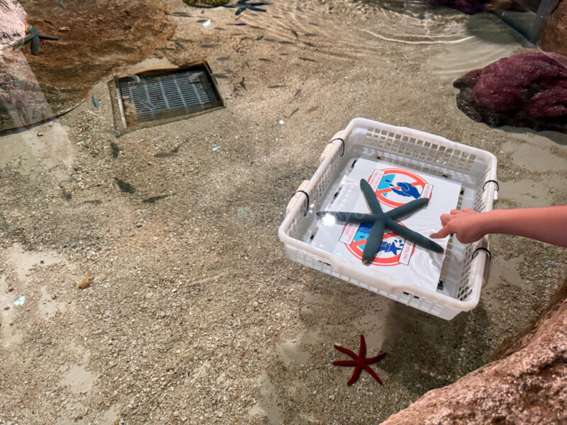 a child touching starfish at the touch pool at DMM Kariyushi Aquarium in Okinawa