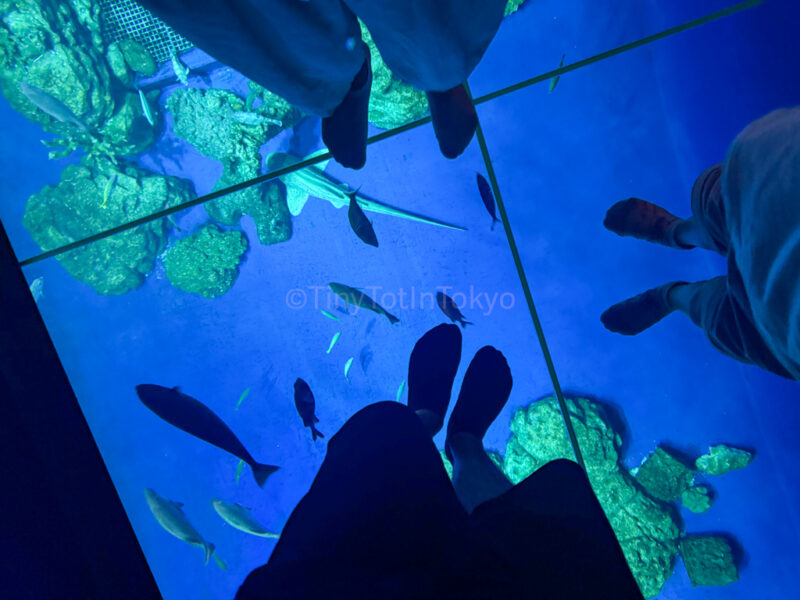 walking on top of an aquarium at DMM Kariyushi Aquarium