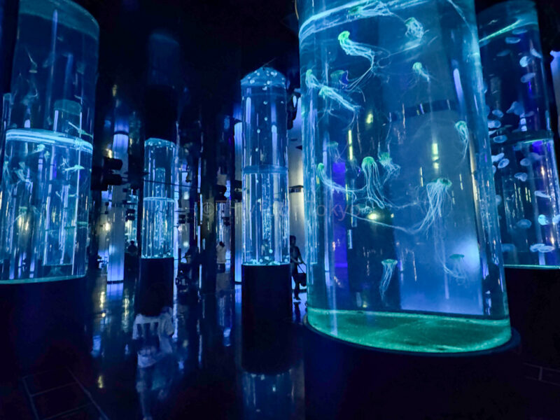 Jellyfish at DMM Kariyushi Aquarium Okinawa