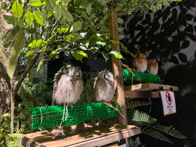 horrible Owl room at DMM Kariyushi Aquarium Okinawa
