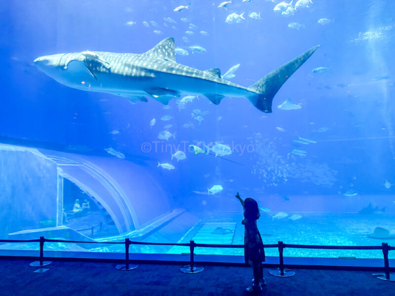 A child looking at a whale shark at Okinawa Churaumi Aquarium