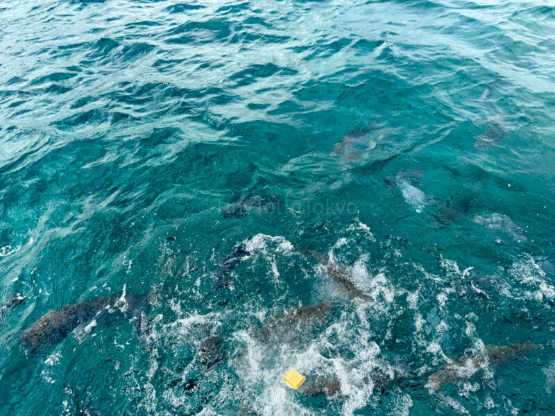 fish eating at Busena glass boat ride 