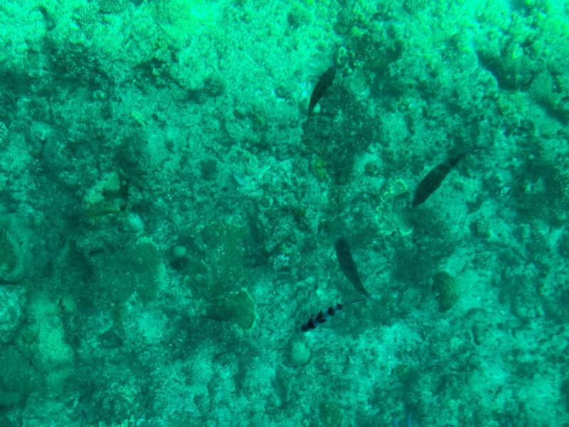 more fish at Busena glass boat ride 