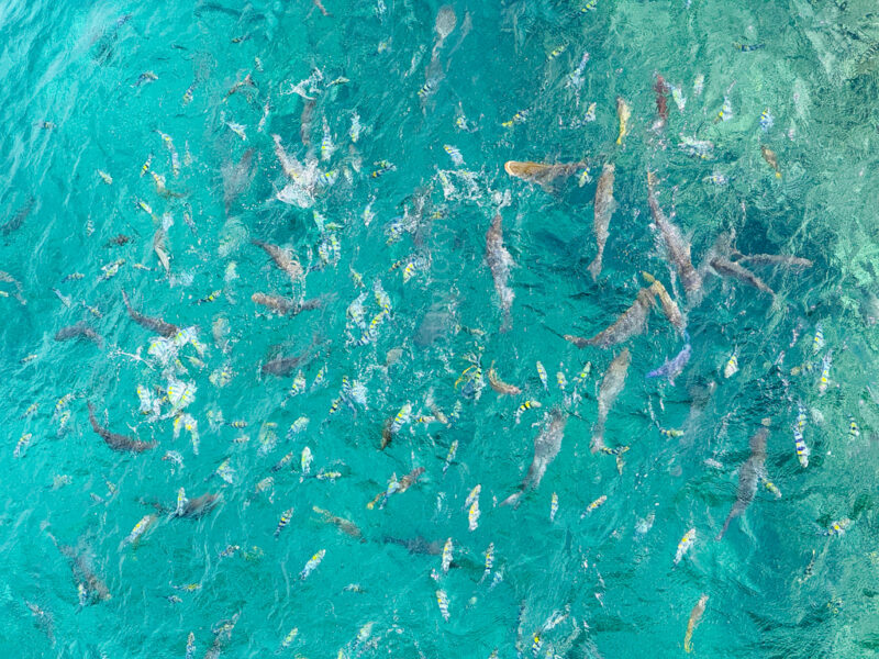 feeding Fish at Busena Marine Park Underwater Observatory