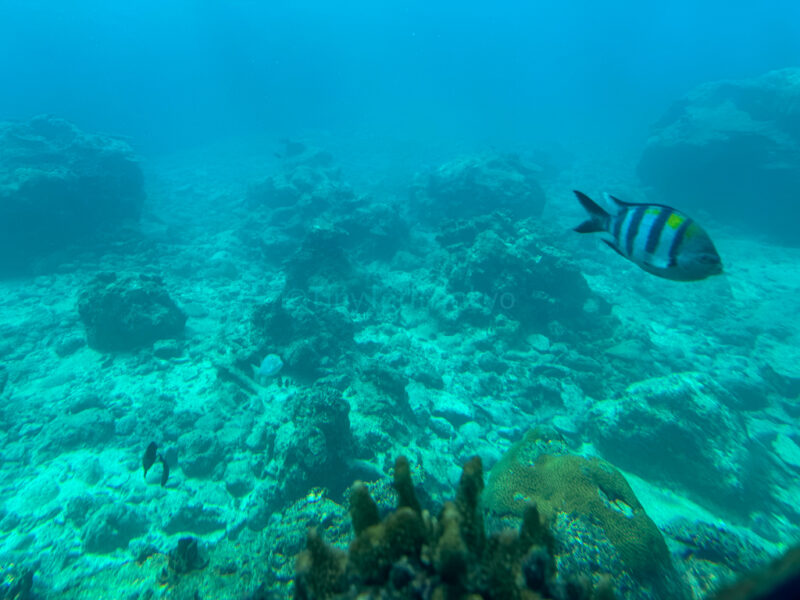 Fish at Busena Marine Park Underwater Observatory