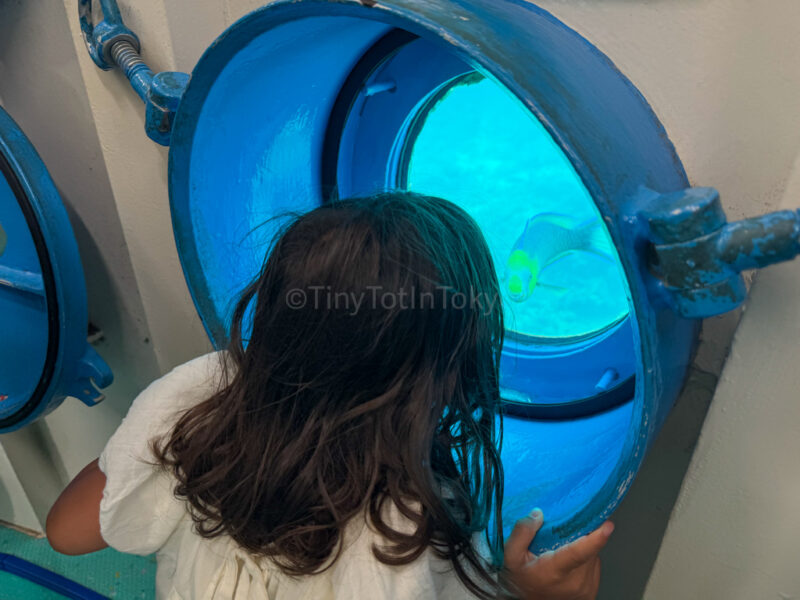 a child looking at fish at Busena Marine Park Underwater Observatory
