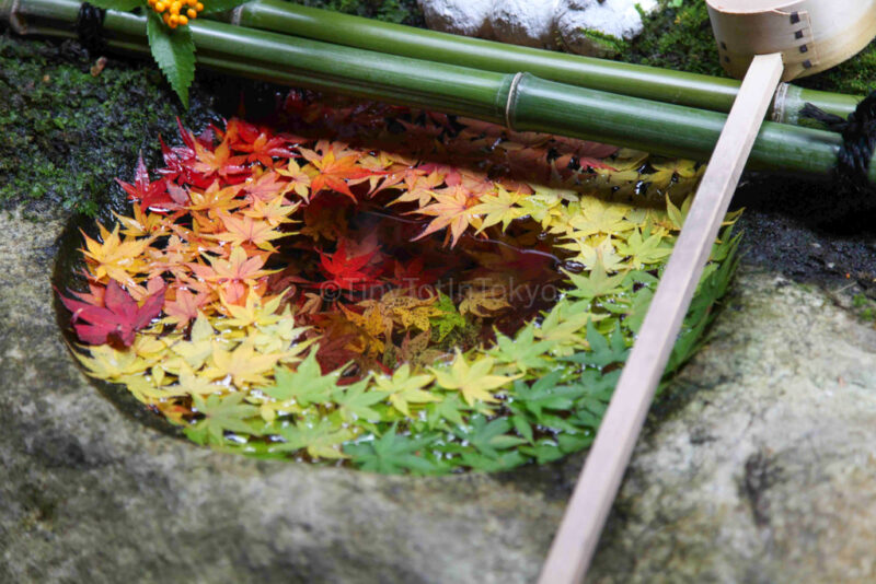 different colored maple leaves in autumn used to create a heart decoration on water in Kyoto