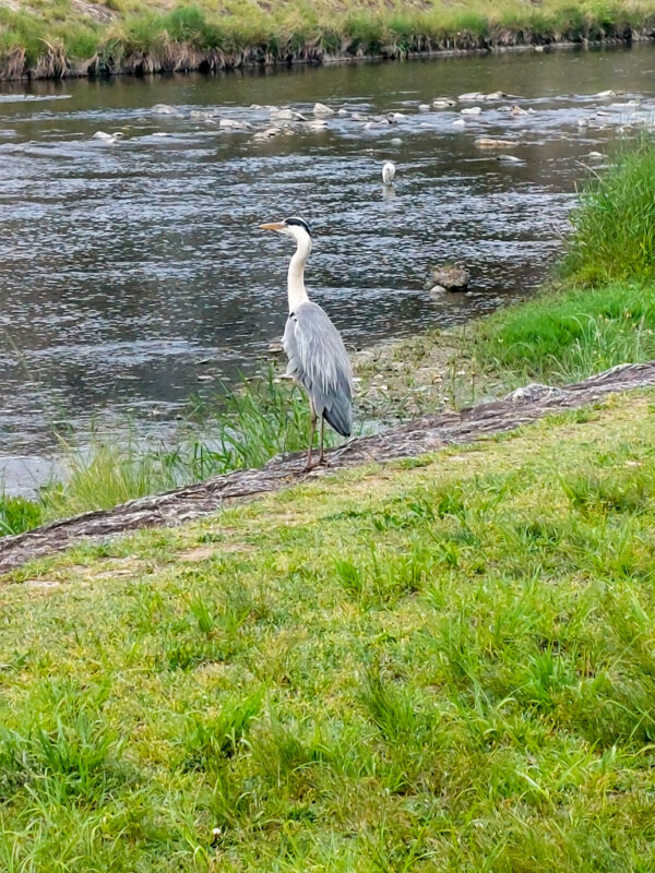 kamo river in kyoto
