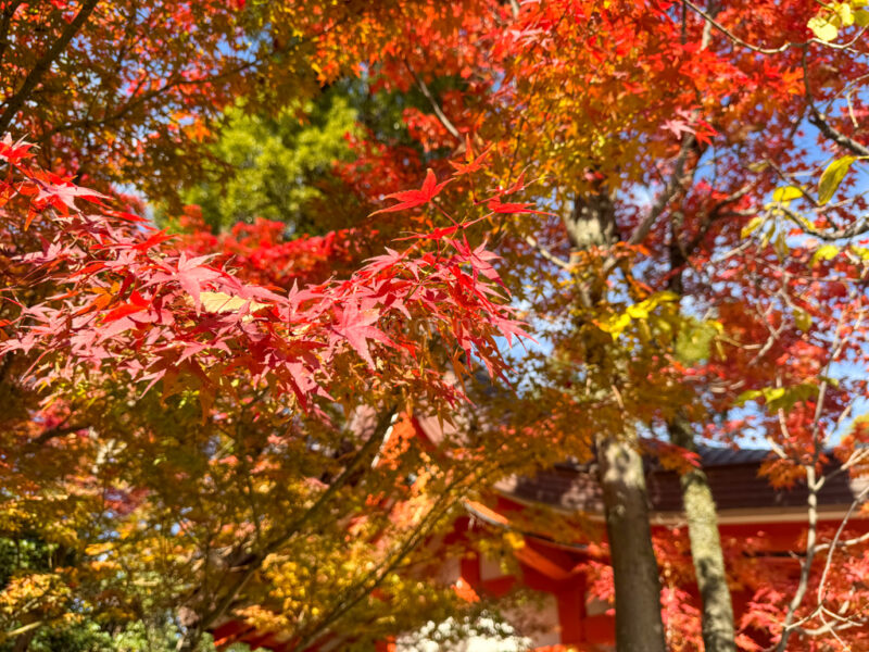 autumn leaves at Kitano Tenmangu Shrine