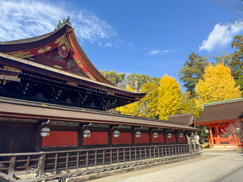 Kitano Tenmangu ginkgo autumn leaves 