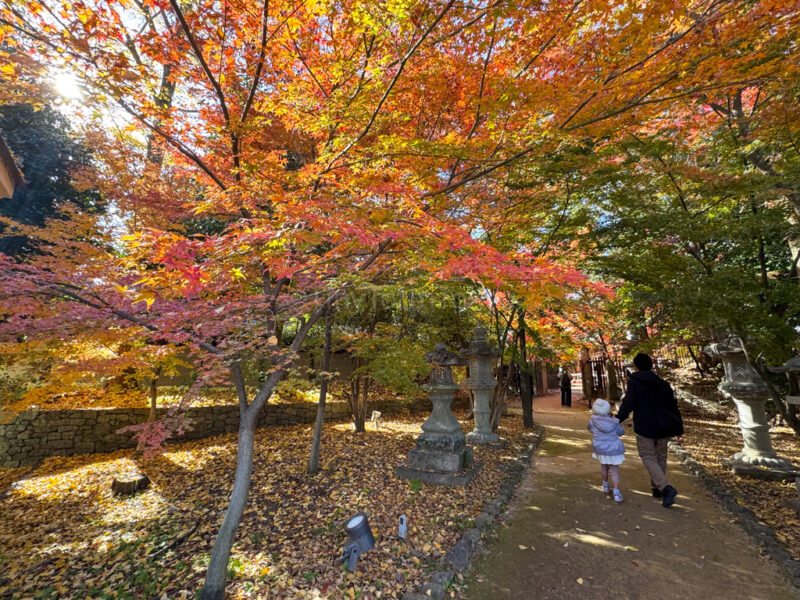 maple garden at kitano tenmangu shrine
