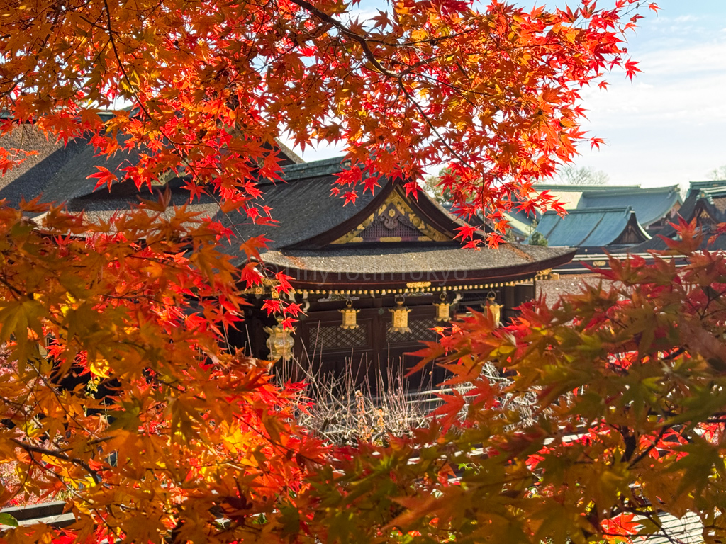 Kitano Tenmangu framed by red momiji