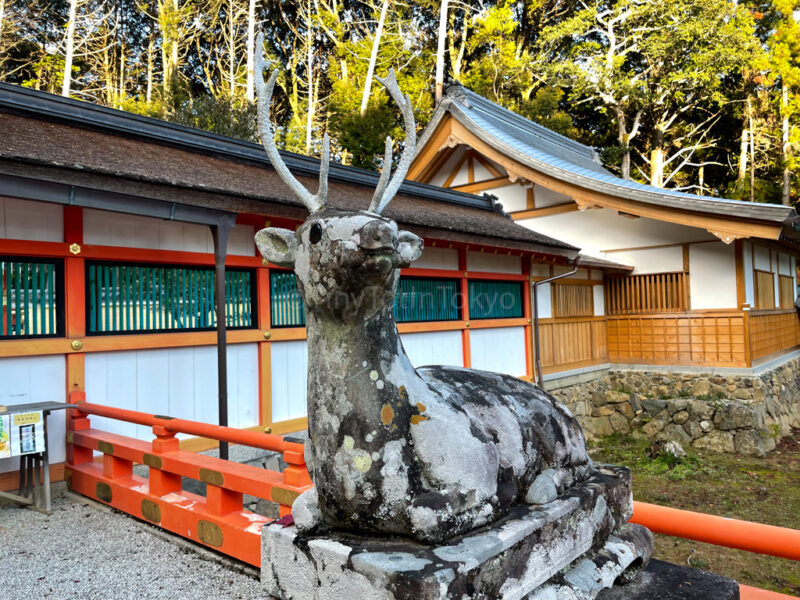 a stone statue of a deer at Oharano shrine in kyoto in autumn 