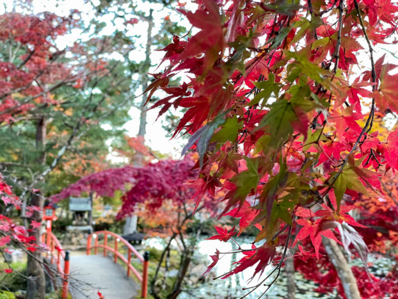 a bridge and maple leaves at Oharano shrine in kyoto in autumn 