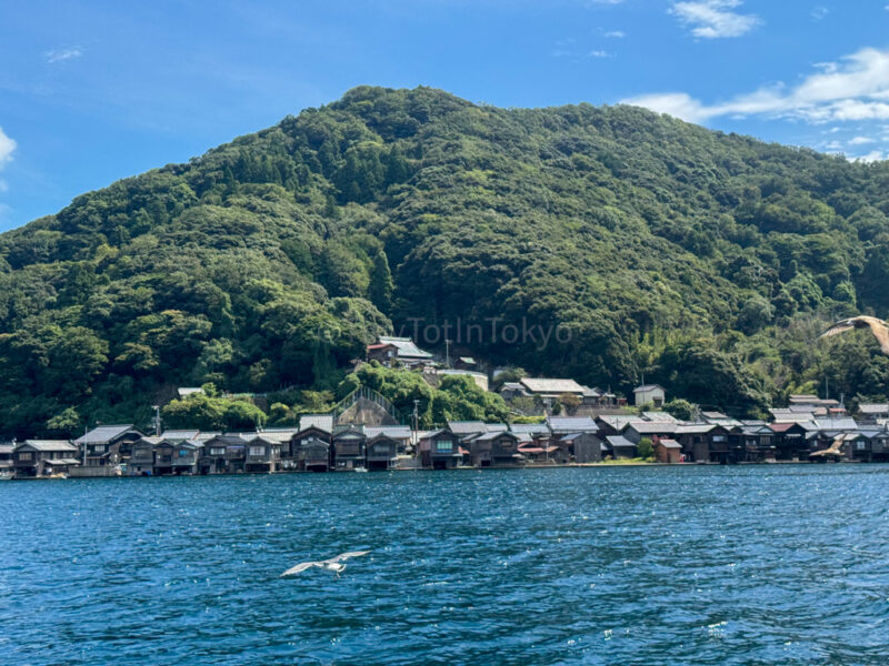 seabirds on boatride in ine