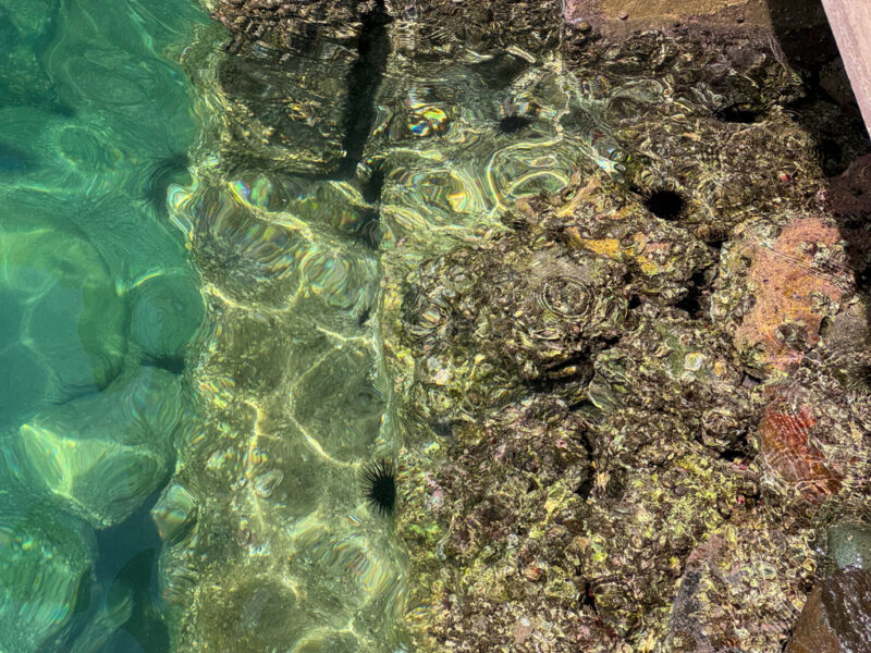 Sea urchins in Ine 