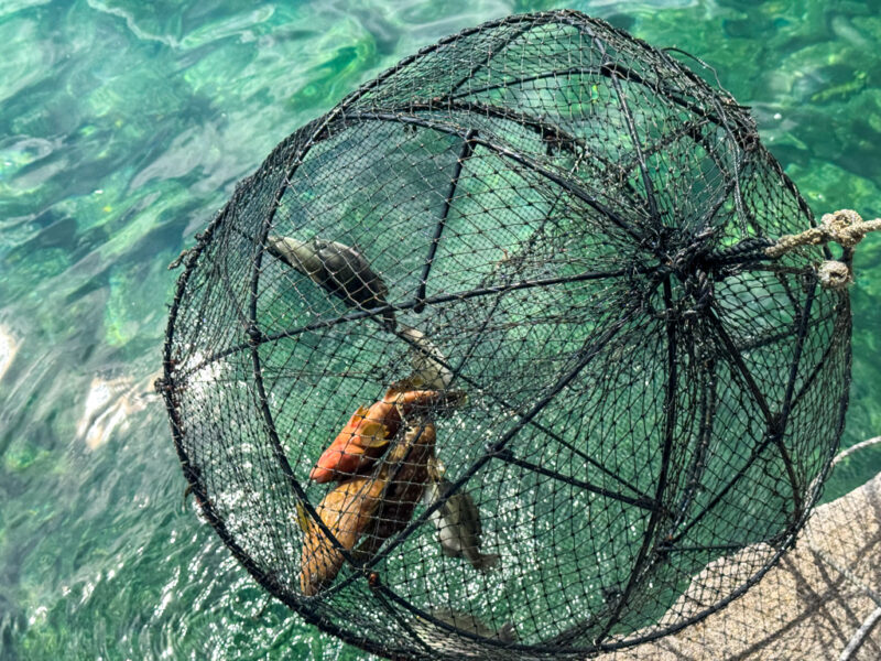fish inside basket in ine boathouse