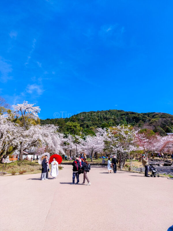 People walking in Maruyama Park in Spring