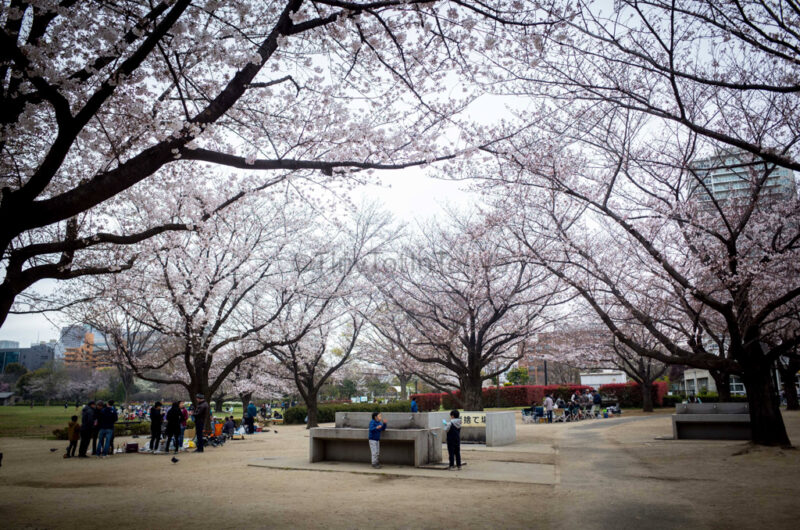 yoyogi park in spring with cherry blossom trees
