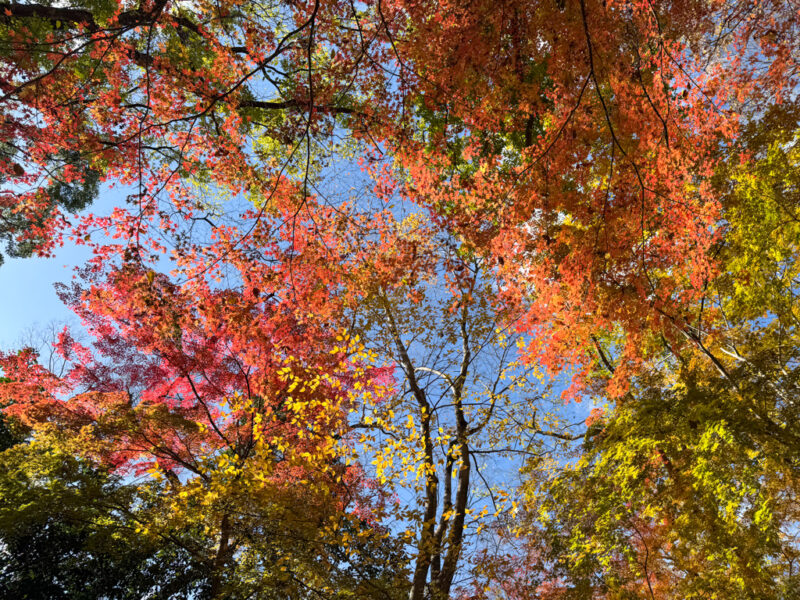 Shimogamo Shrine autumn foliage