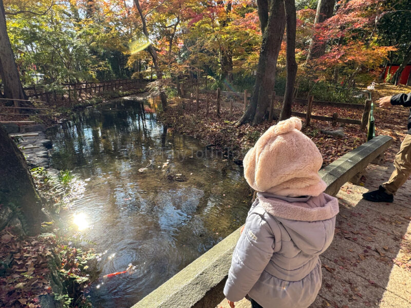 A child looking at water at Shimogami Shrine in autumn