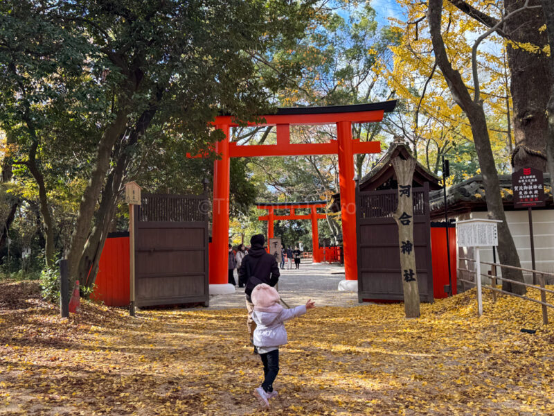 Shimogami Shrine in autumn