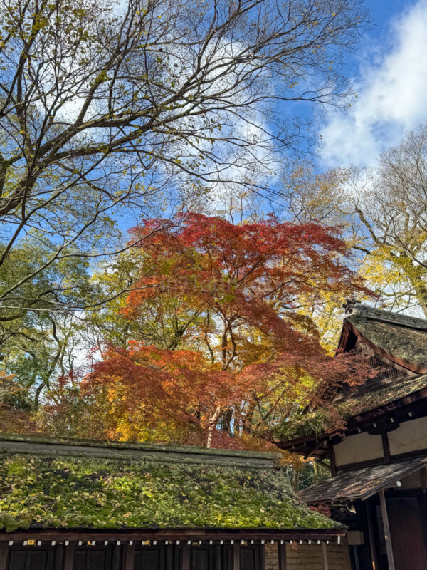 Kawai Shrine in Autumn