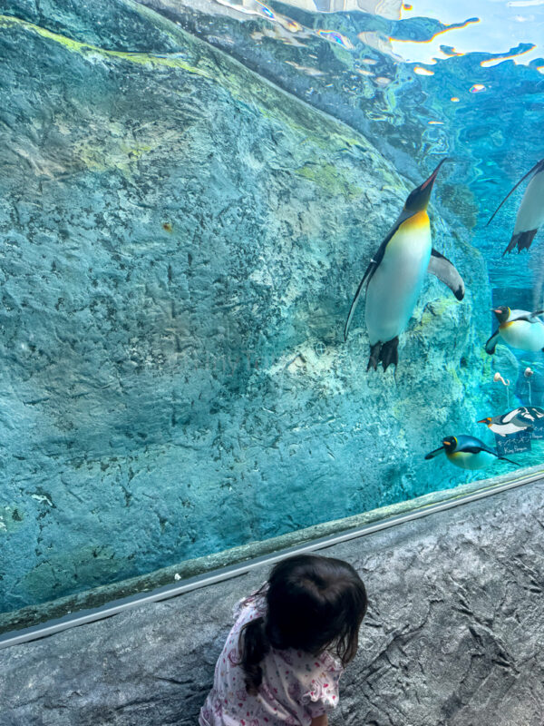 penguin tunnel at Asahiyama zoo