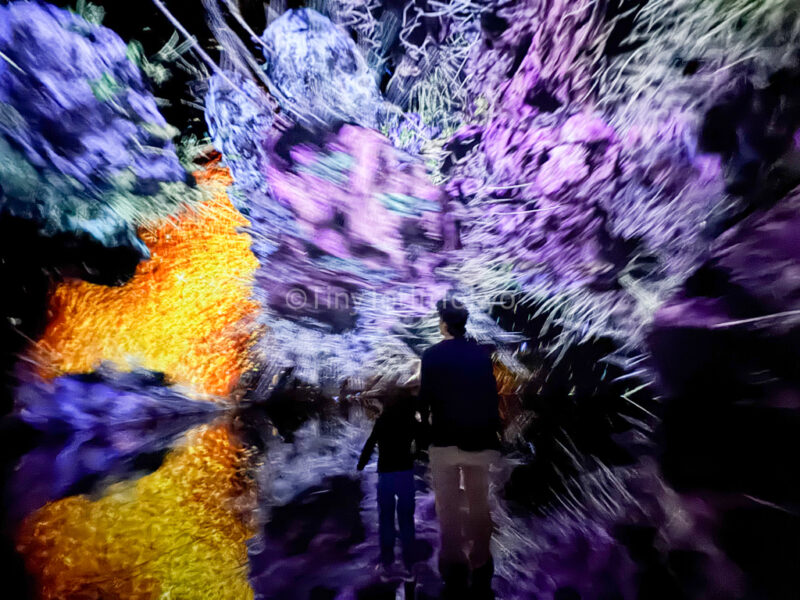 The Way of Birds at teamLab Kyoto