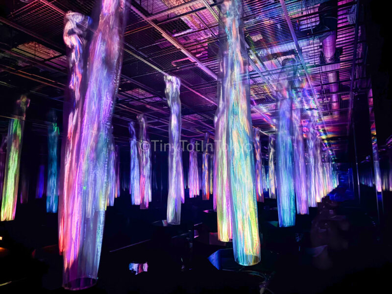 Forest of Flow and Light