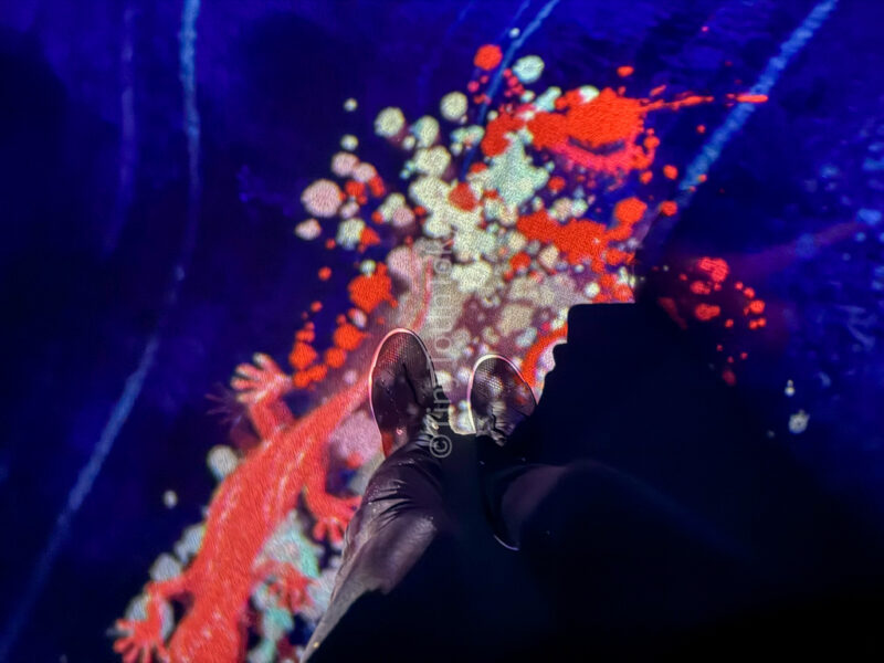 splattered lizard at teamlab kyoto