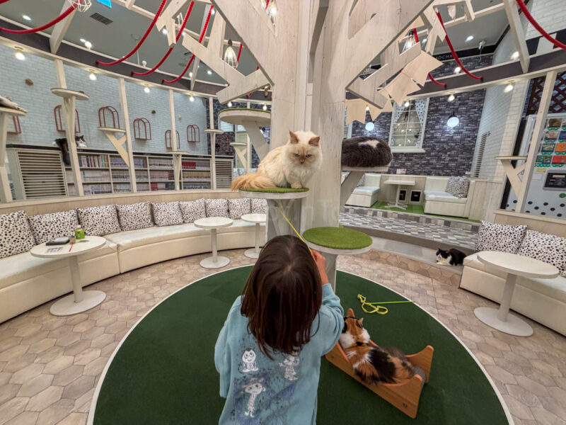 a child and a cat at cat cafe mocha