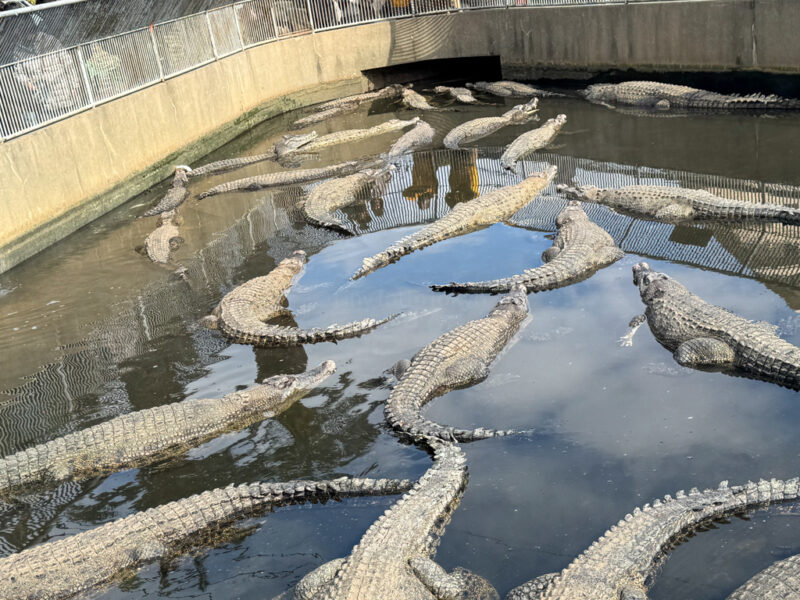 crocodiles at oniyama jigoku in beppu