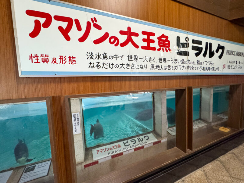 fish at Shiraike Jigoku in Beppu