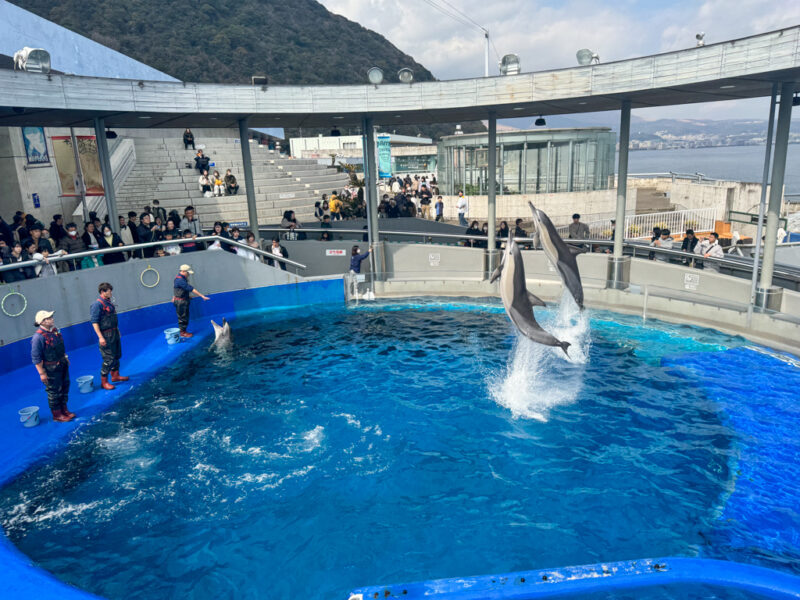 Dolphin show at Umitamago aquarium in Beppu