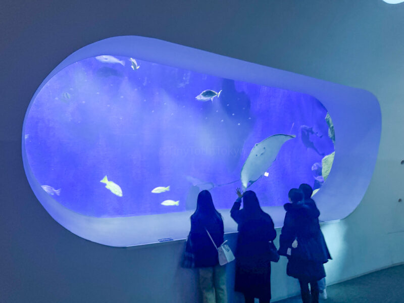 Aquatic life Inside Umitamago Aquarium in Beppu