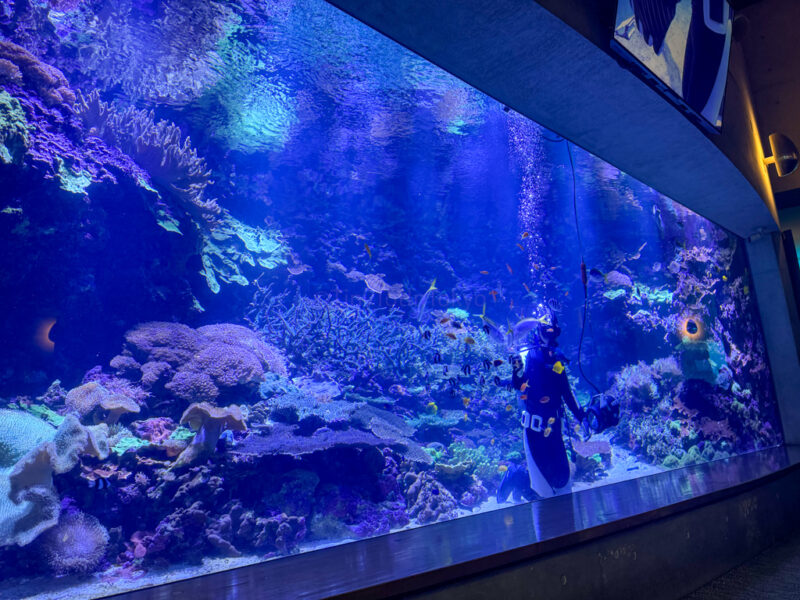 a large tank at umitamago aquarium in Beppu