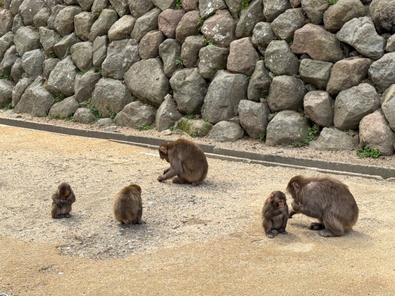 monkeys at Takasakiyama Natural Zoological Garden