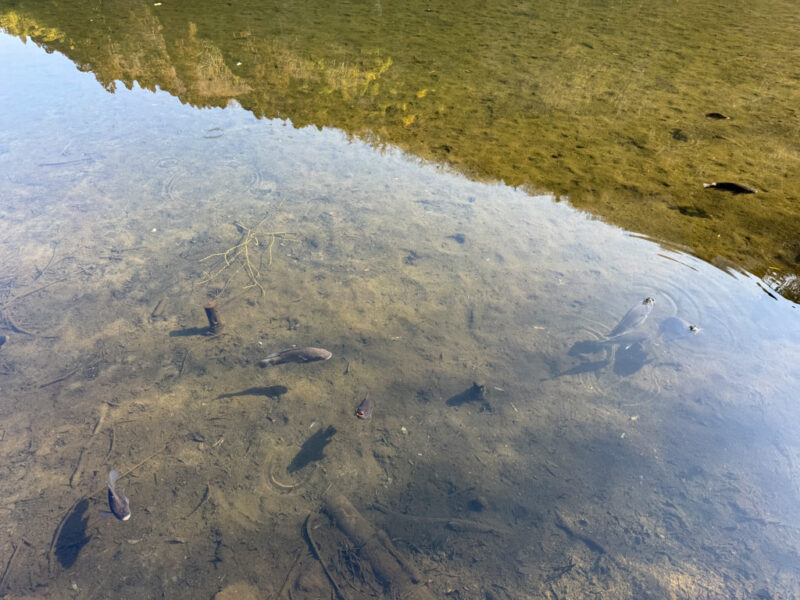 fish in kirin lake in Yufuin