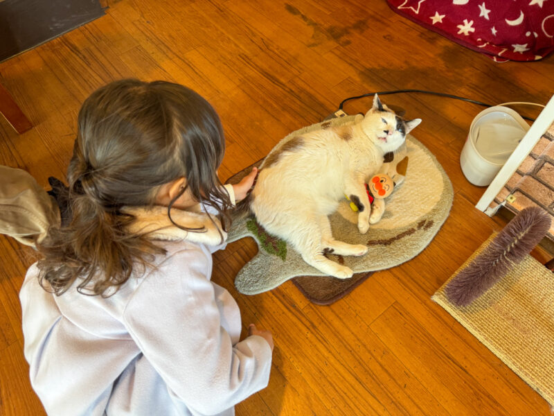 a child and cat at cafe duo in yufuin