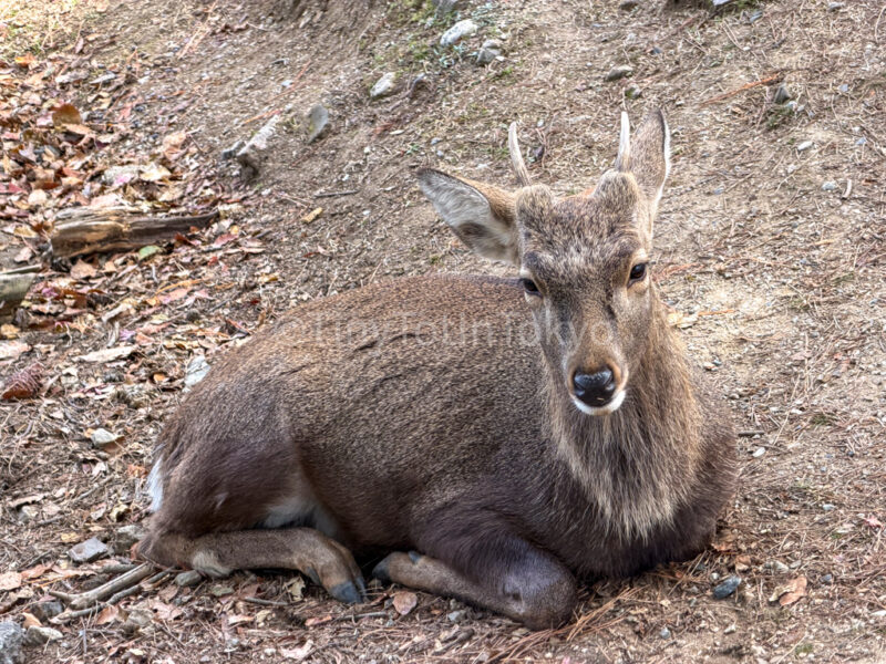deer with antlers in nara